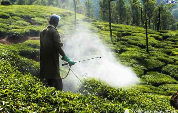 现在茶叶都打农药吗-茶叶有无农药