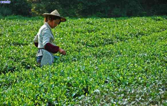 现在茶叶都打农药吗-茶叶有无农药