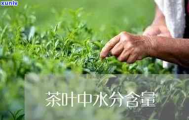 茶叶含水率计算公式重量如何准确计算？