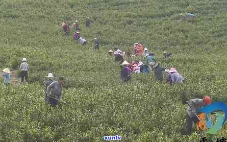 小宝宝能喝茶叶水吗？不同年龄的影响与建议