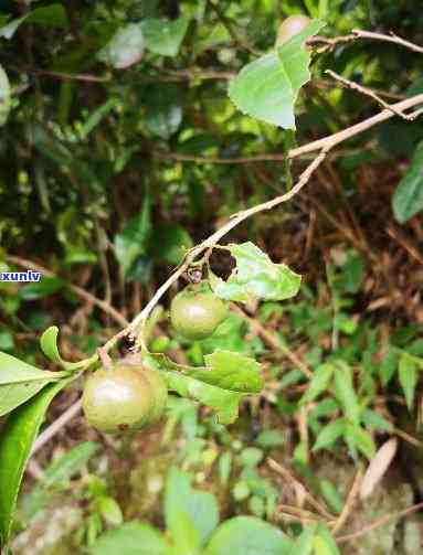 茶叶结的果子：能泡茶、有功效？