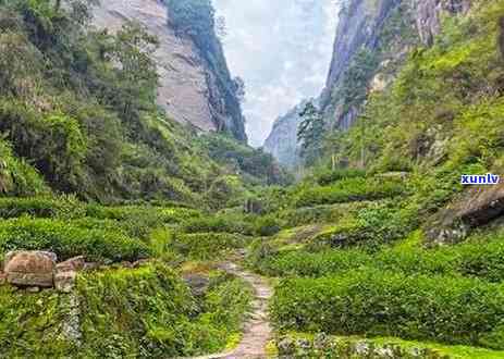 英国茶叶小天使是什么，探索英国的茶叶瑰宝：小天使介绍