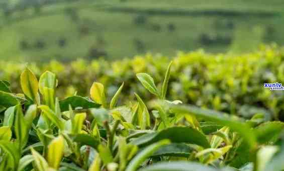 重庆特产的茶叶，品味重庆：探寻特色茶叶之旅