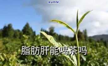 脂肪肝能喝茶叶茶吗女性，女性脂肪肝患者可以适量饮用茶叶茶吗？