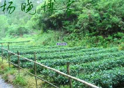 哪些茶是属于发酵茶？详解各类发酵茶及其特点