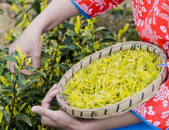 浙江安吉黄金芽茶叶图片，欣浙江安吉黄金芽茶叶的美丽图片！