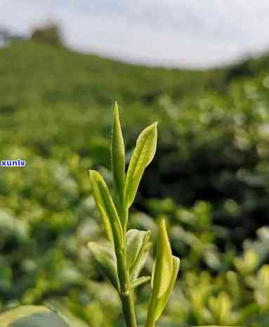 600元一斤的茶叶档次，品味尊贵：尝试每斤售价高达600元的顶级茶叶！