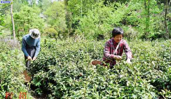 金寨县金龙玉珠茶叶属于什么茶，探秘金寨县金龙玉珠茶叶：属于哪种茶类？