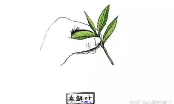 一根一根很长的茶叶：草与枝的联想