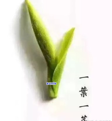 一根一根很长的茶叶：草与枝的联想