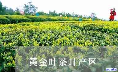 黄金叶是哪里的茶叶-黄金叶是哪里的茶叶产地