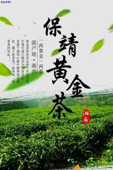 黄金叶是哪里的茶叶-黄金叶是哪里的茶叶产地