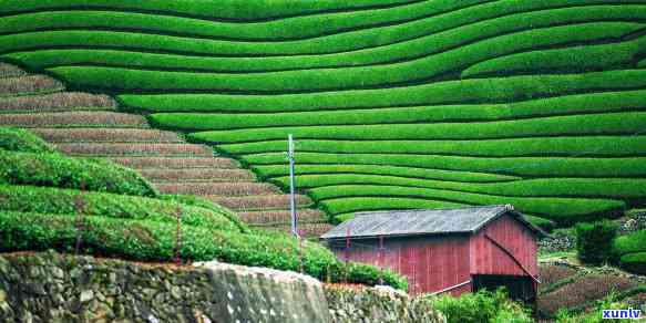 最有名的茶叶：探索顶级与特色品种