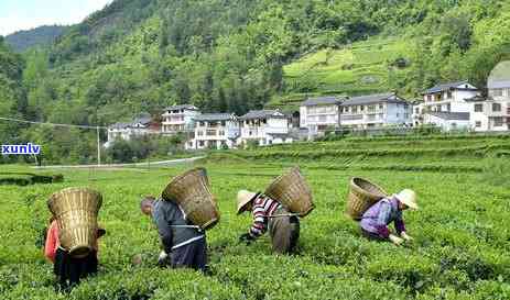 一亩地能产多少茶叶一天，揭秘一亩地的茶叶产量：每日产出惊人数字！