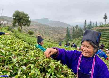 一亩地产多少茶叶产量，如何计算一亩地的茶叶产量？