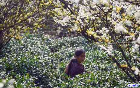 一亩地产多少斤茶叶？合理产量是多少？