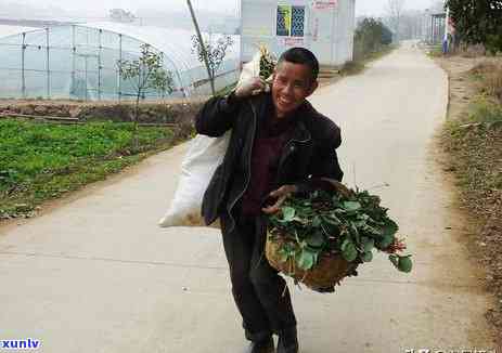 一亩地能产多少茶叶-一亩地能产多少茶叶叶