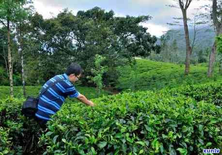 喝茶多久换一次茶叶-喝茶多久换一次茶叶好