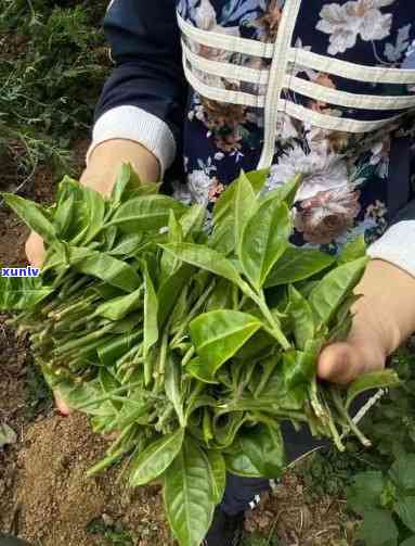 一株茶树产多少茶叶-一株茶树产多少茶叶 明前