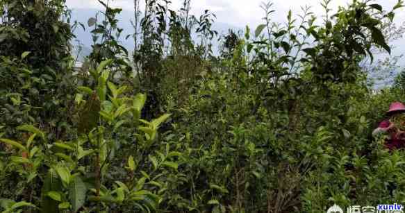 一株茶树产多少茶叶-一株茶树产多少茶叶 明前