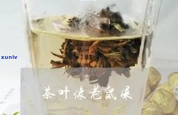 长的像老鼠屎的茶叶究竟是什么品种？