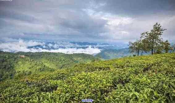 西双版纳铜箐河茶叶-西双版纳铜箐河茶叶厂