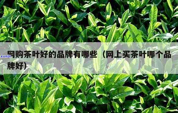 网上茶叶哪个好，茶叶爱好者必看：网上茶叶推荐与评价