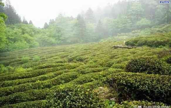 武当山顶的特别茶叶叫什么，探秘武当山：揭秘山顶独特茶叶品种