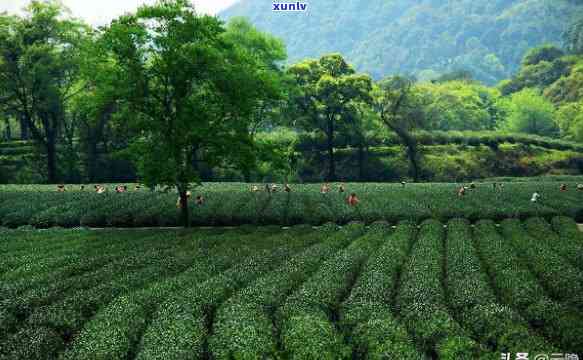 武当山的茶叶叫什么茶叶，探寻中国名茶：武当山茶叶的品种与特点