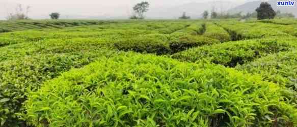 武当山顶的特别茶叶-武当山顶的特别茶叶是什么