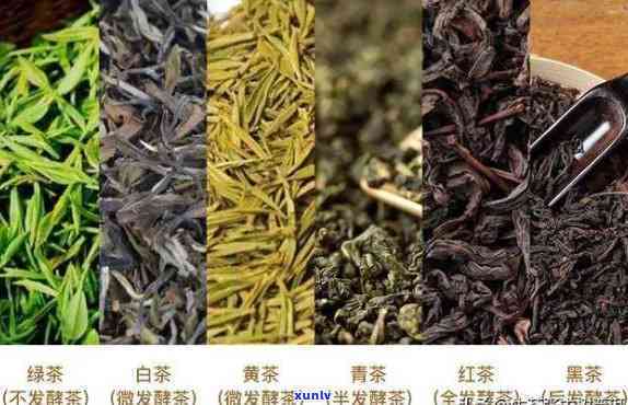 入口很苦的茶品种及名称全解析