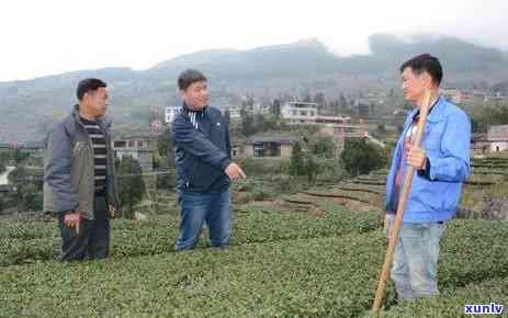 像石头子一样的茶叶是什么茶，揭秘：像石头子一样的茶叶是什么品种？