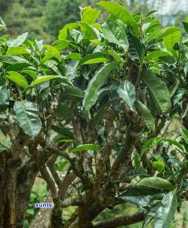 最稀有的茶树，探寻世界上最稀有的茶树，揭示其独特魅力与价值