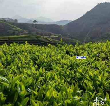 州大埔西岩山茶叶基地，探索绿色宝藏：揭秘州大埔西岩山茶叶基地