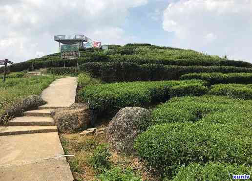 州大埔西岩山茶叶基地，探索绿色宝藏：揭秘州大埔西岩山茶叶基地