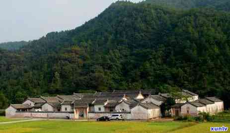 东省大埔县西岩茶叶集团，东省大埔县西岩茶叶集团：打造绿色生态茶乡，引领产业发展新方向