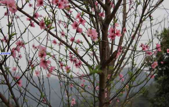 金银花生普洱茶的全面功效：解渴、养生、降脂、提神等多种好处一次看清