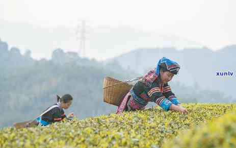 中国哪些地方种茶叶最多？哪里的茶叶？