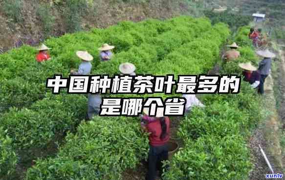 中国哪里种茶叶，揭秘中国各地的茶叶种植地