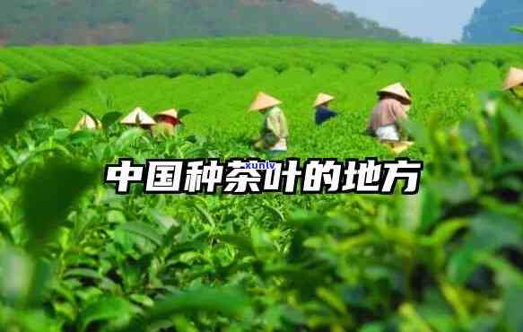 中国哪里种茶叶，揭秘中国各地的茶叶种植地