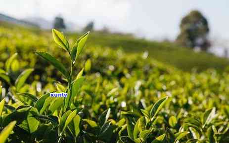 世界上有多少种茶叶品种，探索世界的茶树品种：了解全球茶叶的多样性