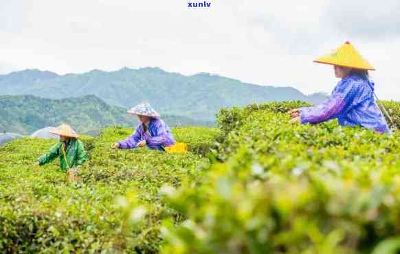 西农垦茶业集团大明山：打造优质六堡茶