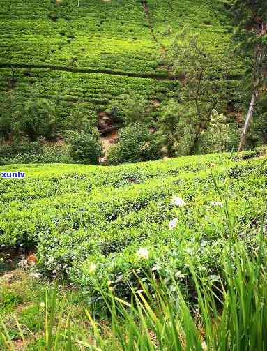 西大明山茶厂，探访西大明山茶厂，品味清新自然的茶香世界