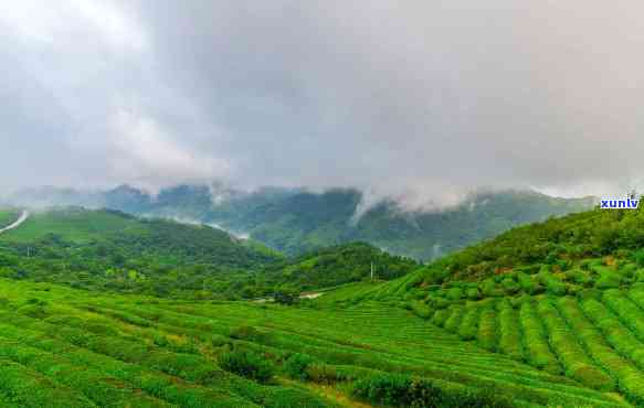 大明山茶场怎么样，探秘中国东南部的大明山茶场：如何评价其品质和影响力？