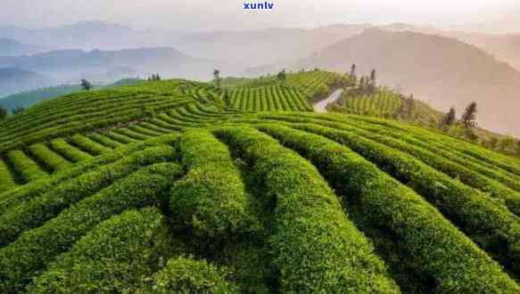 中国茶叶浙江生产基地（浙江十大茶叶基地在那边

）《浙江十大茶叶基地在哪里》