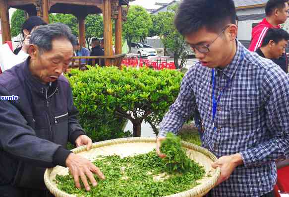 张家界有哪些茶叶，探索张家界：揭秘当地特色茶叶种类