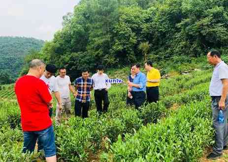 张家界有哪些茶叶，探索张家界：揭秘当地特色茶叶种类