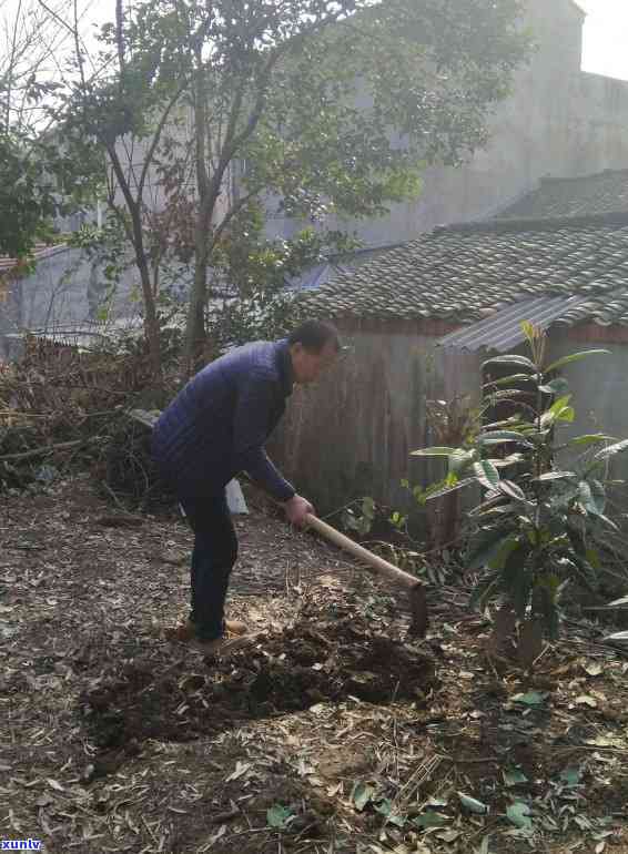 云贵高原种茶的优势，揭秘云贵高原种茶的独特优势