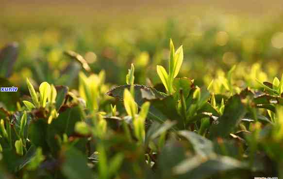 云贵高原所产的茶叶-云贵高原所产的茶叶有哪些