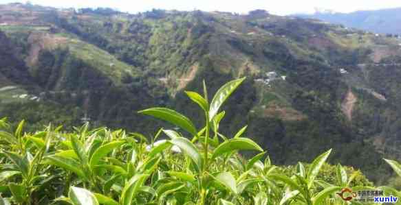 云贵高原所产的茶叶-云贵高原所产的茶叶有哪些